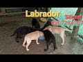 Labrador 2 month baby   pintu biswas  89672643679am9pm