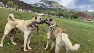 ÖLEN KÖPEĞİM MEZARDAN KALKTI GELDİ SANKİ KAPIMA GELEN KANGALA BAKIN YOK BÖYLE BİR ŞEY