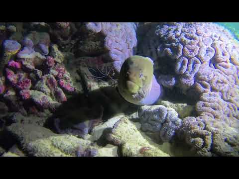 Nightdive Similan Islands, Scuba Diving in Thailand