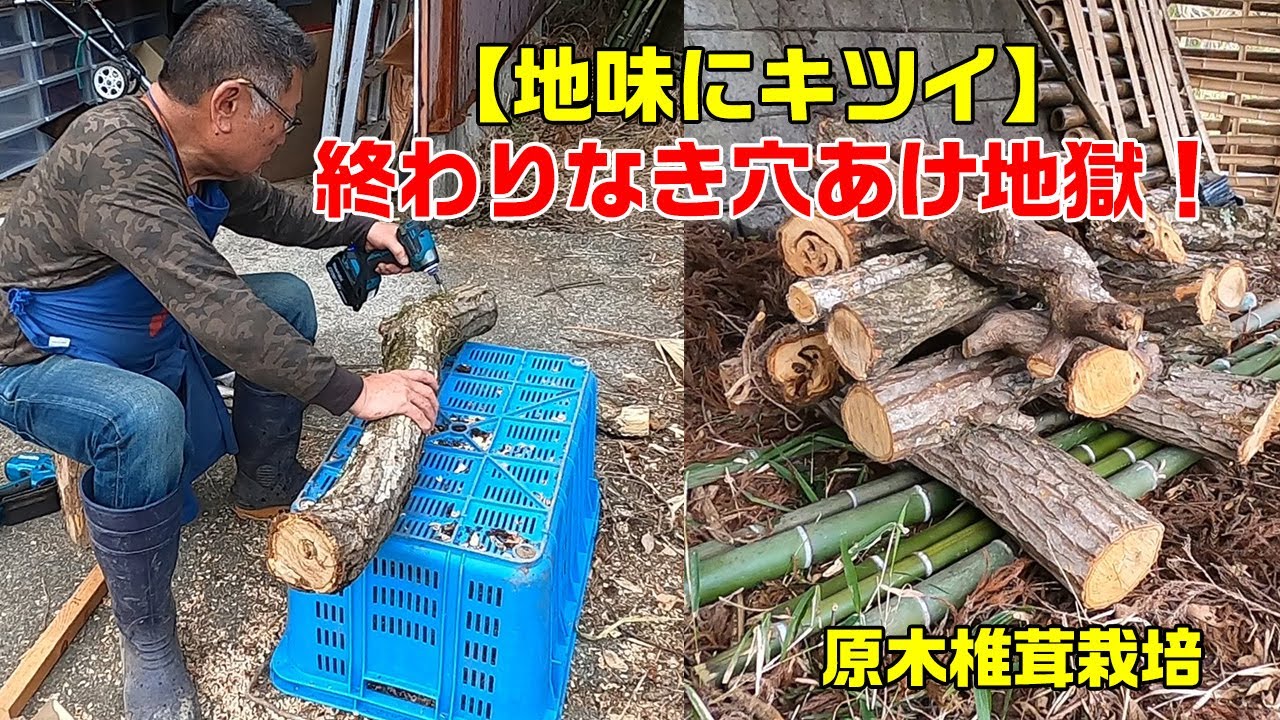 22【#60代からの田舎暮らし】原木しいたけ栽培に挑戦！伐採した木でキノコを育てる！菌打ちから伏せ込みまでの全記録