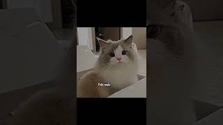 malu:malu macam bunga