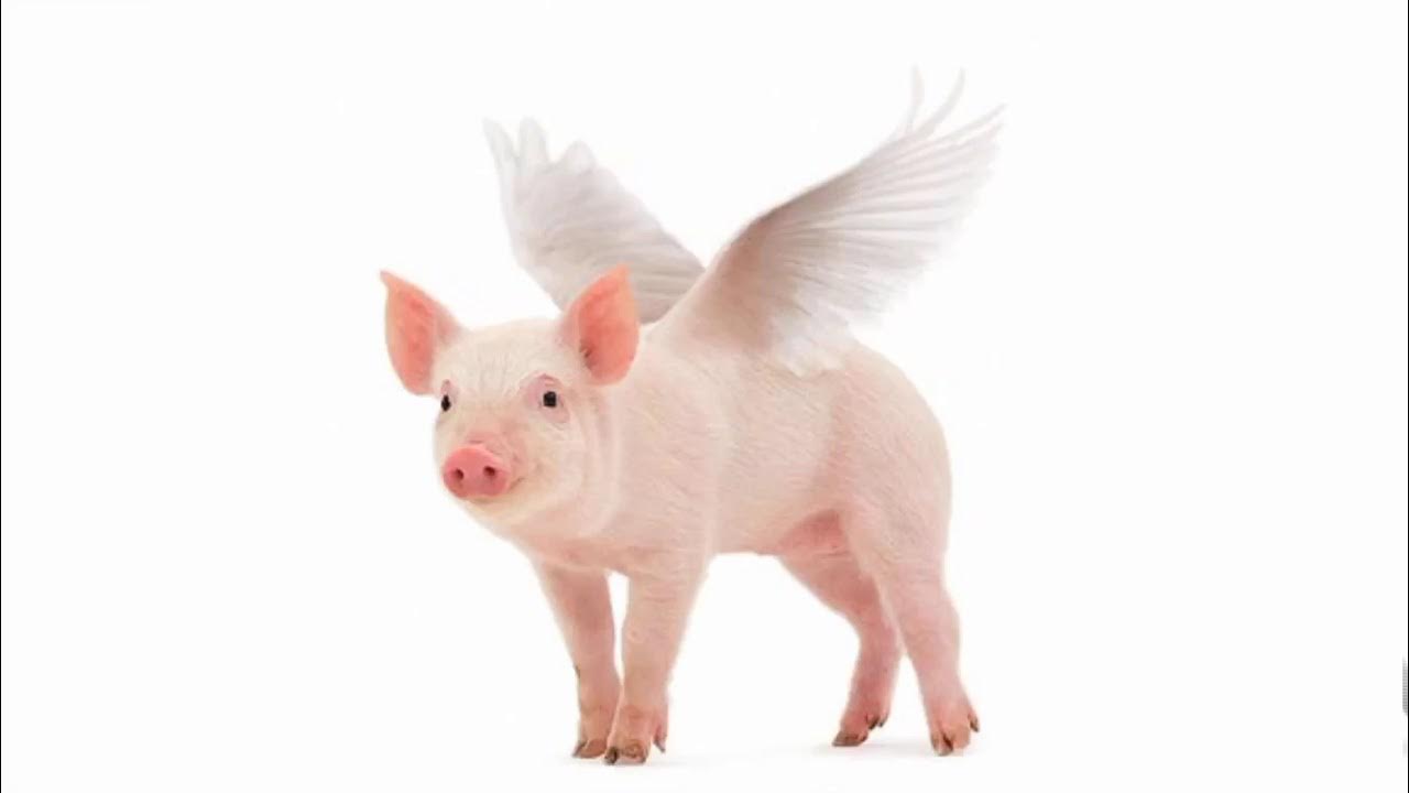Flying pigs