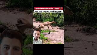 Impala vs Crocodile Attack 😱 | Leopard Ne Bach Kar Nikli Impala Ko Pakar Liya Wild Survival Battle