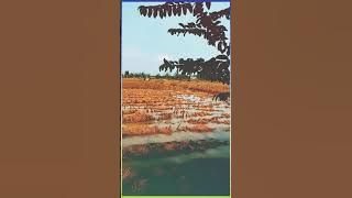 LAGU : HANYA INGIN KAU TAHU ( Esa Risty ) Lokasi : Ds.Cangkring Tegowanu Grobogan JATENG.