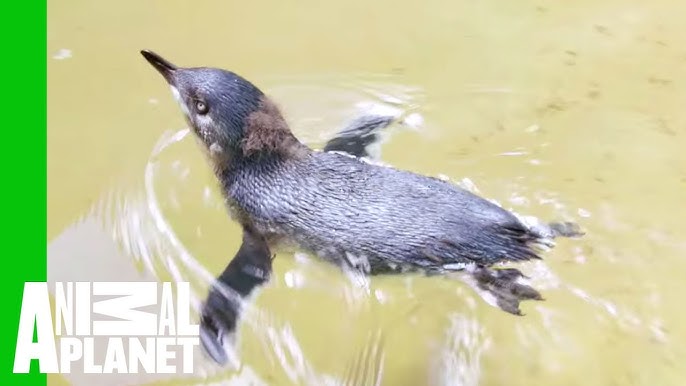 Little penguins in need of more rehabilitation jumpers in case of oil spill  - ABC News