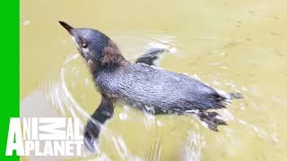 Watch This Little Penguin Chick Go Swimming For The First Time | The Zoo
