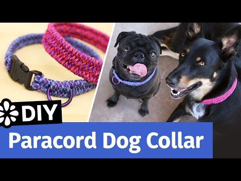 diy-paracord-dog-collar-|-small,-medium,-large-size-|-sea-lemon