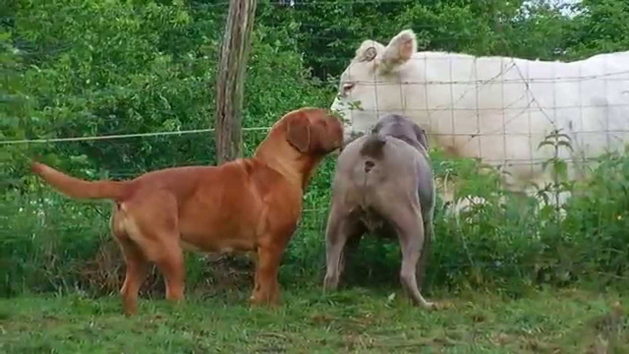 cane corso dogue de bordeaux