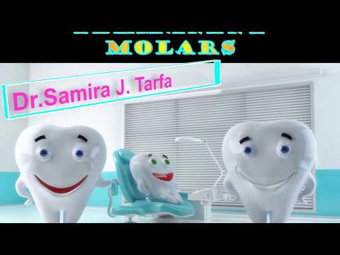 تشريح اسنان مرحلة اولى    