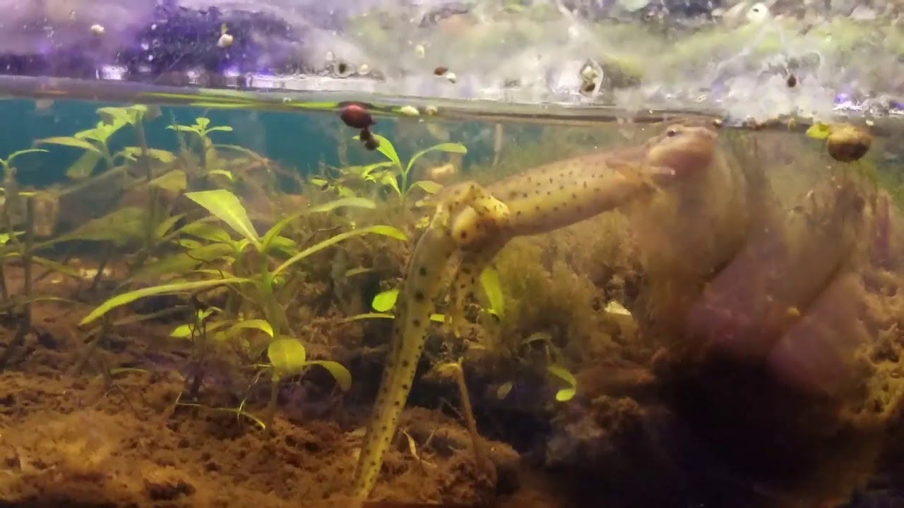 Eastern Newt (long video, good for entertaining kids..)