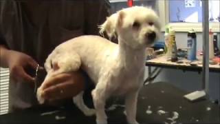 This little rescue dog came in very matted and in desperate need of a good groom. We made this video to illustrate what happens 