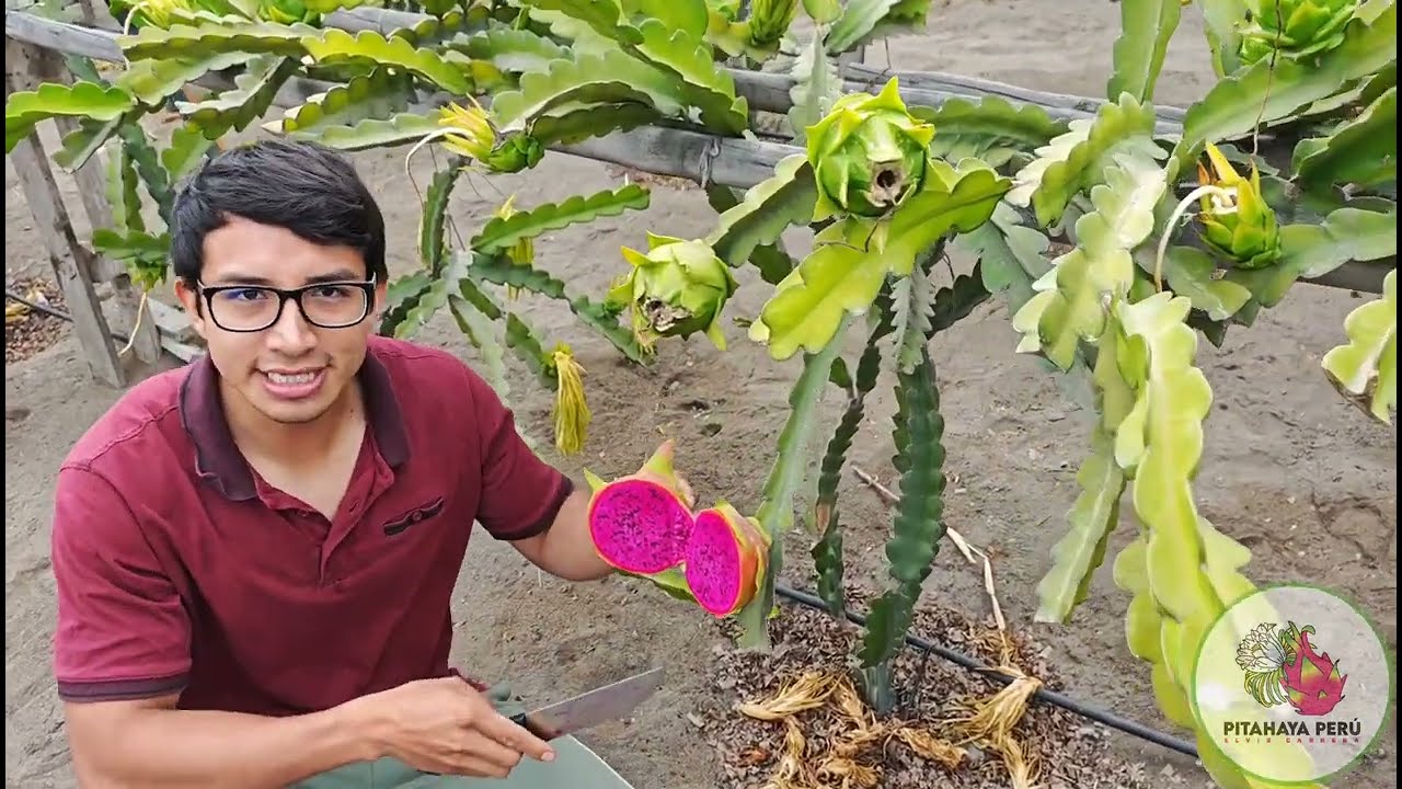 🚜 Cultiva PITAHAYA en espacios reducidos 😱 Obtener una buena cosechar de PITAHAYA 🤝#pitahaya #agro