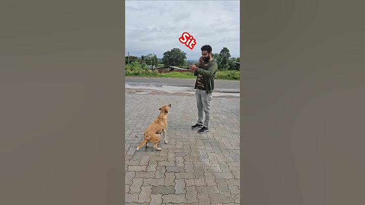 വർഷങ്ങൾക്ക് ശേഷം അവളെ കണ്ടപ്പോൾ ❤️🐕 Reunion with a stray dog