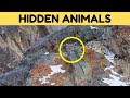 CAN YOU FIND THE ANIMALS HIDDEN IN THESE IMAGES ?