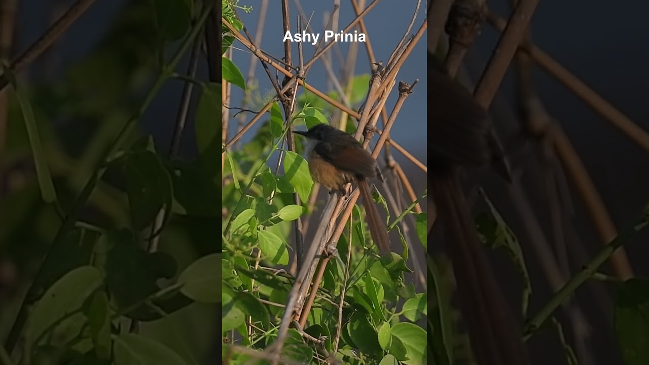 Ashy Prinia Shorts YT Shorts
