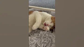 Sleepy Cat 