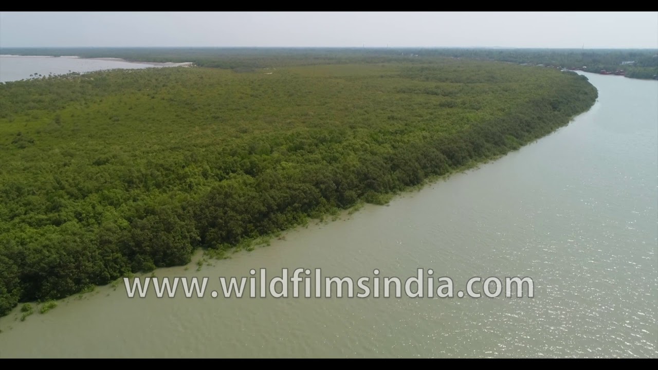 Aerial view of Susni Island | Sundarbans Reserve Forest in West Bengal