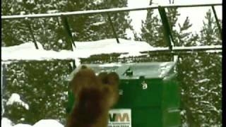 BearProofing R Us video