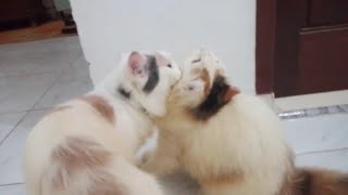 naluri induk kucing !mau gendong anaknya ! meskipun sudah besar