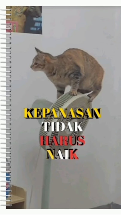 KEPANASAN ya|kelakuan kucing #cat #funny #kucinglucu