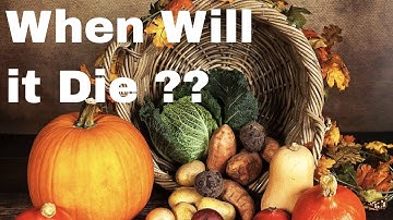 When is the FIRST FROST DATE in My Area? - Fall Gardening Tips