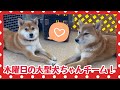 【犬の幼稚園】紫竹山店🐾木曜日の大型犬ちゃんチーム🐾