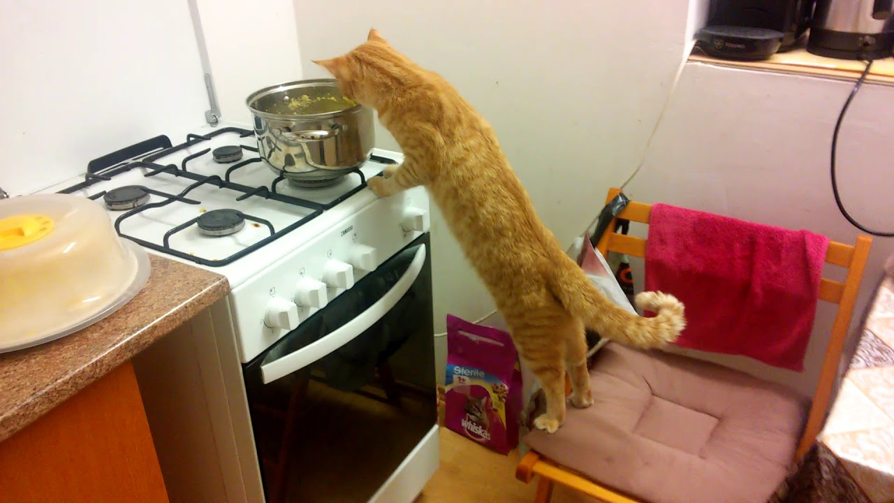 Cooking Cat YouTube
