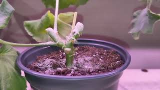 видео: Пеларгонии# вечернее видео 🥰 излишки черенков 🌱🌱🌱 картинка: Пеларгонии# вечернее видео 🥰 излишки черенков 🌱🌱🌱