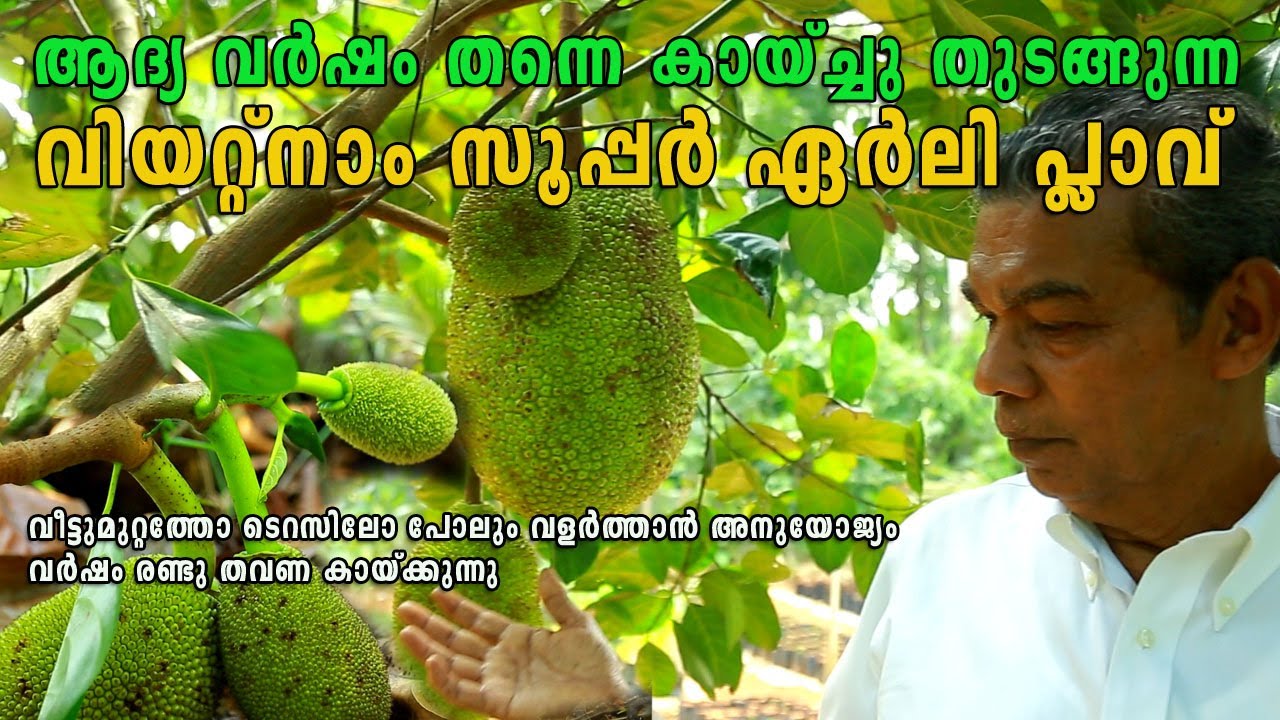 Vietnam super early jackfruit I ആദ്യ വർഷം തന്നെ കായ്ച്ചു തുടങ്ങുന്ന വിയറ്റ്നാം സൂപ്പർ ഏർലി I