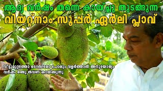 Vietnam super early jackfruit I ആദ്യ വർഷം തന്നെ കായ്ച്ചു തുടങ്ങുന്ന വിയറ്റ്നാം സൂപ്പർ ഏർലി I