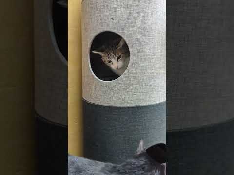 強気になった猫 - Hide and seek cats - #Shorts