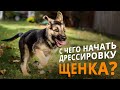 Дрессировка щенка - с чего надо начинать!