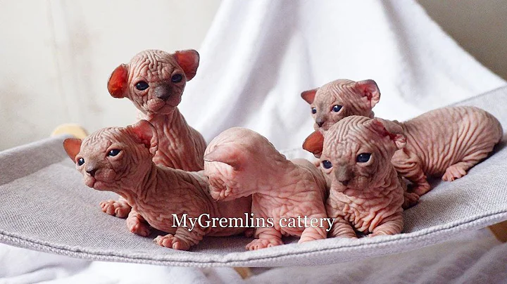 Video 1929581: sphynx kitten, hairless cat babies