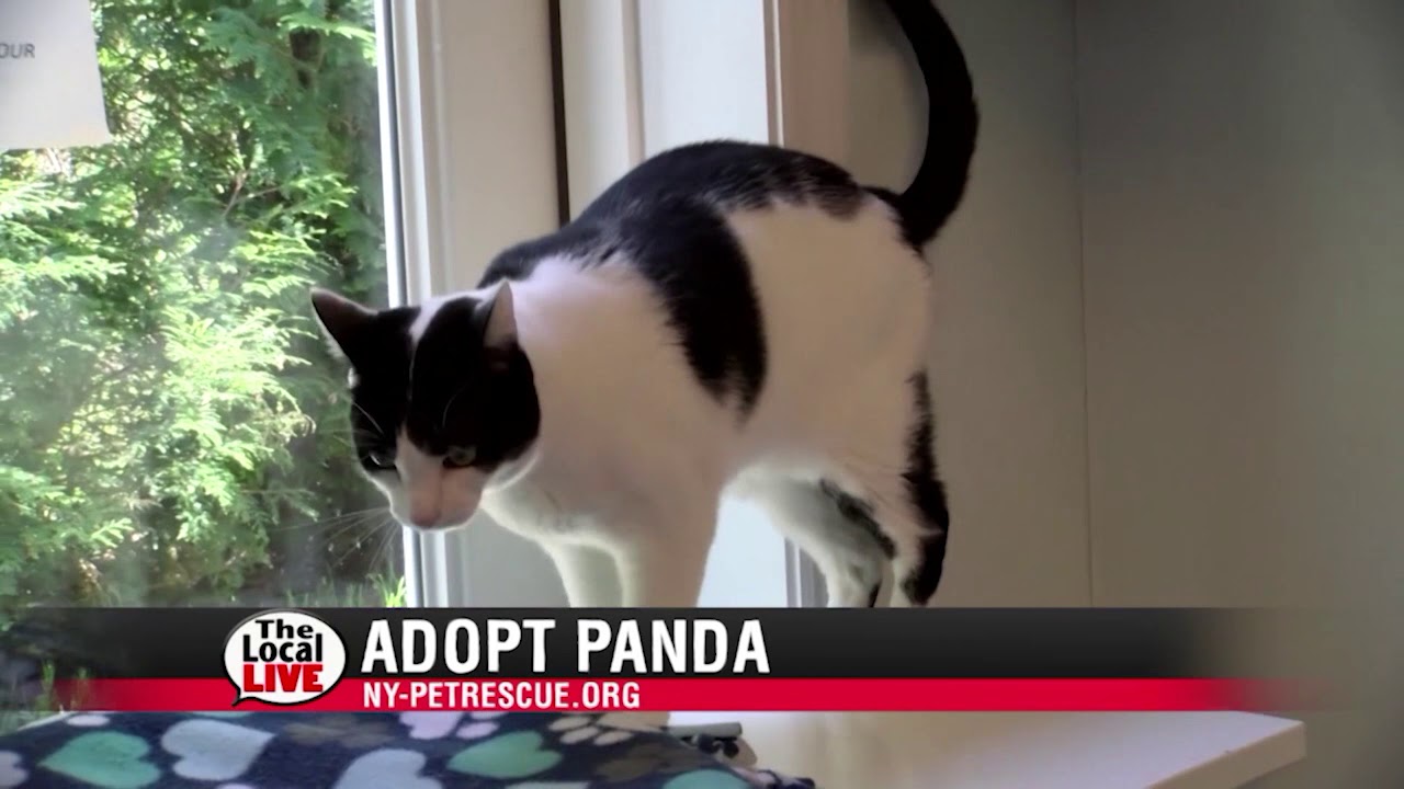 The Local Live # 211 - Pet of the Week - 5/10/18