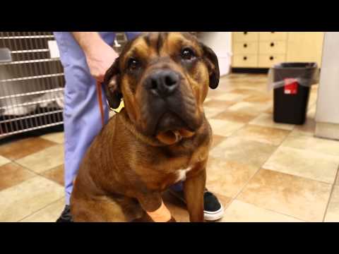 banfield-pet-hospital-–-young-adult-dog-health-tips