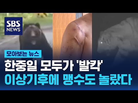한중일 모두가 &amp;#39;발칵&amp;#39;…이상기후에 동물들도 놀랐다 / SBS / 모아보는 뉴스