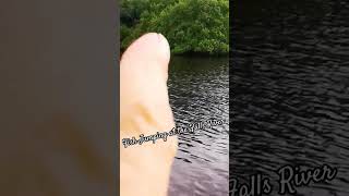 Fish Jumping @ the Falls River🇮🇪#shorts #subscribe #beautiful #ireland