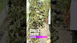 #seminte1 #seminterosii #rosiigignat #tomato #bio #recolte #solar #cherry #blackball #gradina #agro