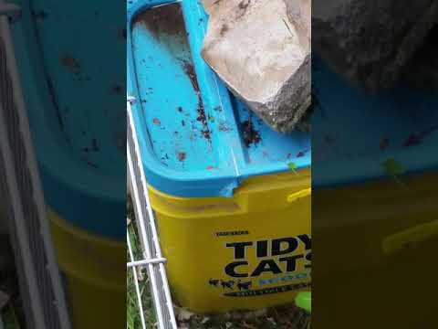 Ground Squirrel trapping video 1