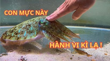 Không Thể Ngờ Được Mực Lại Có Những Hành Vi Thông Minh Đến Như Vậy !