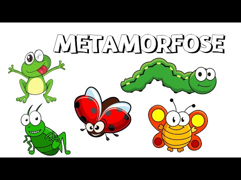 Vídeo: Qual animal passa por metamorfose?