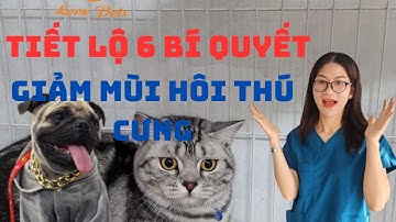 Thầy Lê Quang Thông Tiết lộ 6 bí quyết để khử mùi hôi chó mèo