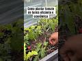 Como eu planto tomates em clima frio #tomates #tomateiro #horta #canteio