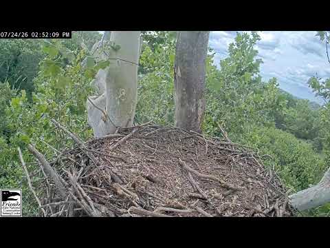 NCTC Bald Eagle Nest – Camera 2 (Nest View) — Shepherdstown, WV live camera thumbnail