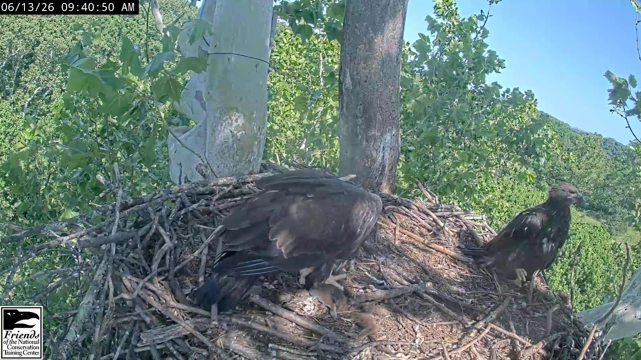 NCTC Eagle Nest: Camera 2
