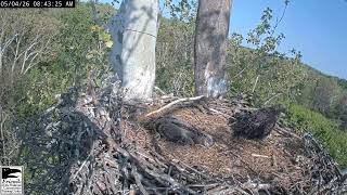 NCTC Eagle Nest: Camera 2