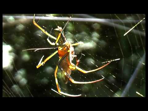 A aranha zumbi e a vespa Cavalo do cão 