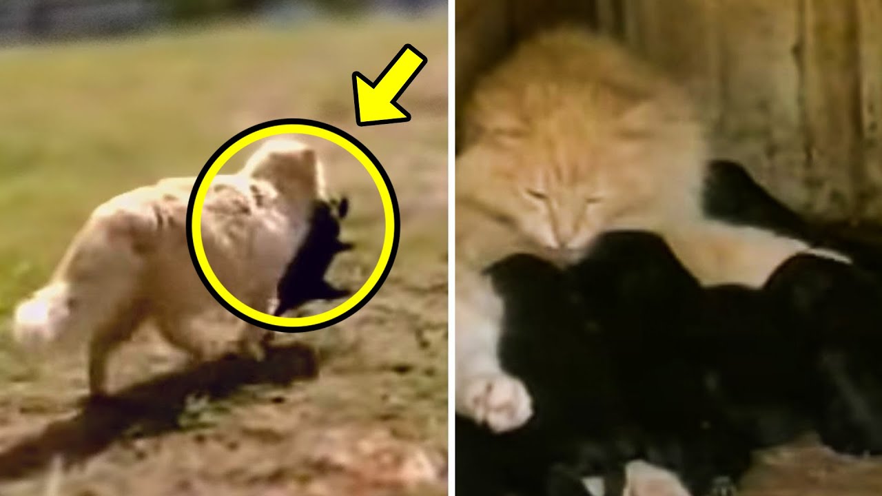 Cat Kept Stealing Puppies From Neighbor's Dog, Then They Discovered The Incredible Reason! YouTube