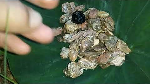 Diamond,,ruby and sapphire,,hành trình đá đỏ,,hang động ruby