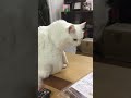 食べちゃだめ！